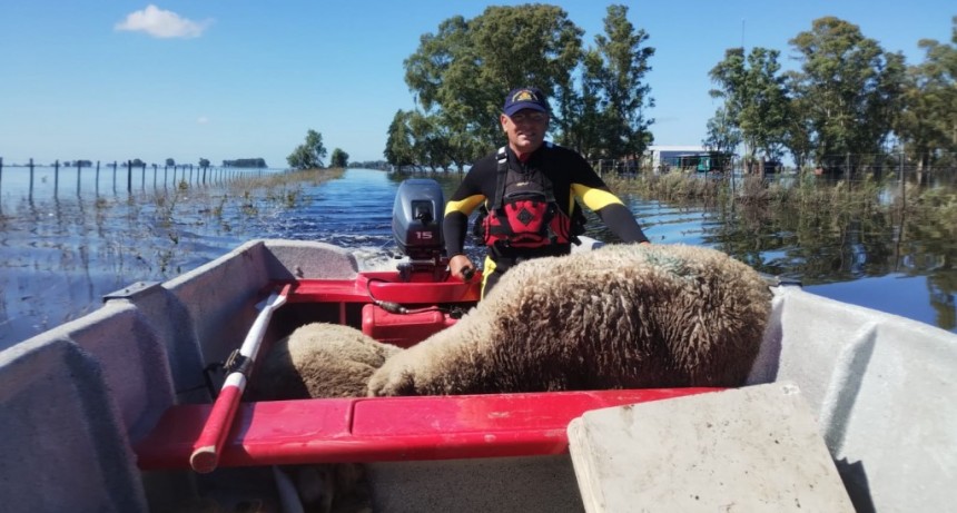 Bomberos Voluntarios asistió a productores de la cuenca del Vallimanca, para movilizar y rescatar animales ante la crecida el arroyo