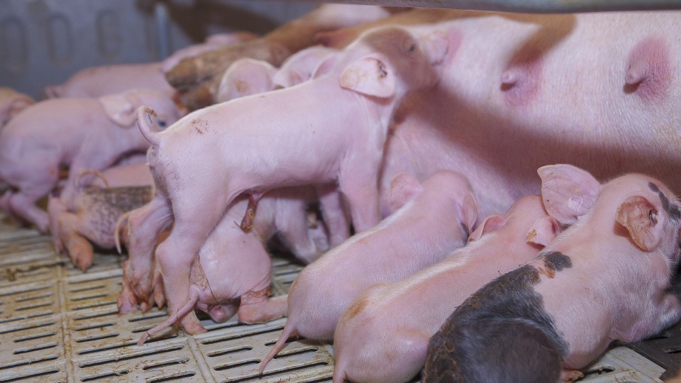 Bioseguridad en las granjas porcinas para fortalecer la sanidad de la producción