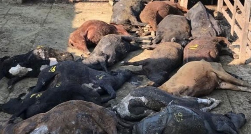 Clima sofocante: Por la ola de calor, murieron 100 animales en el Mercado de Liniers