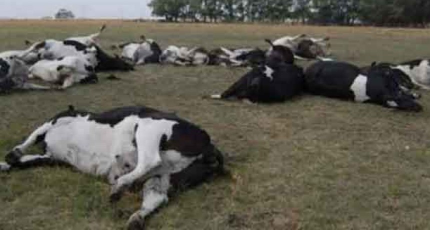 Mueren animales por &ldquo;estr&eacute;s t&eacute;rmico&rdquo; en Olavarr&iacute;a y la regi&oacute;n