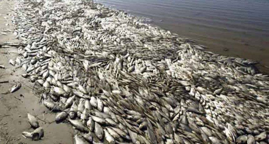 Tras la aparici&oacute;n de miles de peces muertos en la orilla de la Laguna San Antonio prohibieron el ingreso al predio