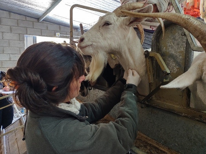 Más de 600 análisis en tambos ovinos y caprinos familiares de la provincia de Buenos Aires