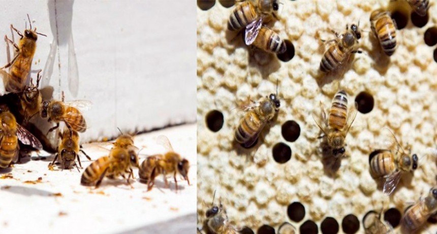 Apicultura: Desarrollo del Sistema Integral Georreferenciado de Ordenamiento Territorial