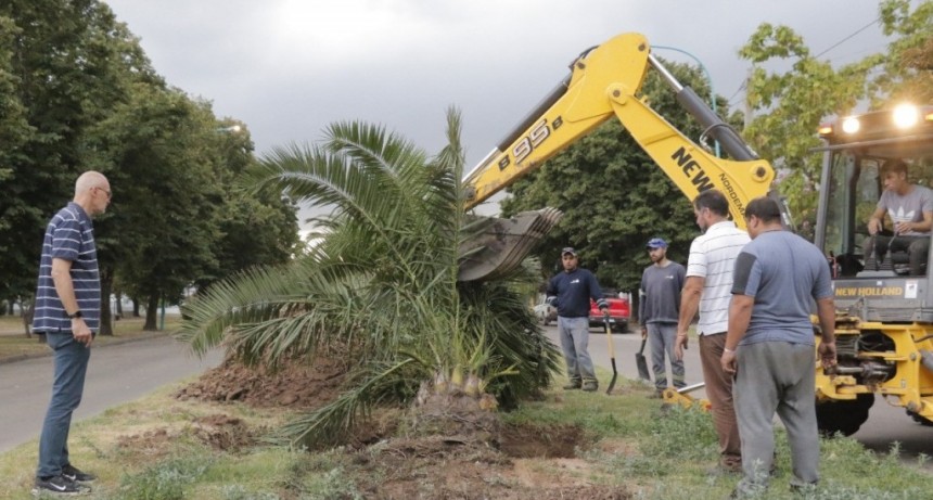 La Secretaría de Espacios Públicos y Ambiente repuso la palmera en la avenida General Paz