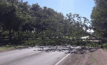 Salida de Bomberos: Caída de Árboles