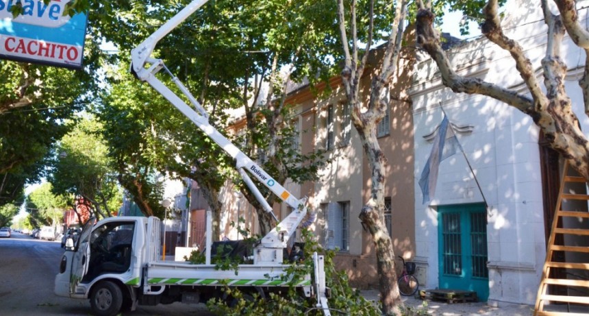 Se realiz&oacute; una poda excepcional en calle Arenales