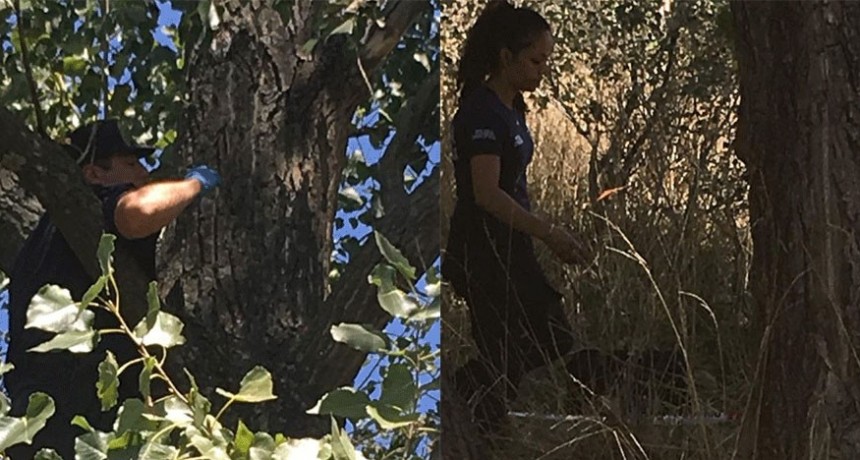 Oficial: Baz&aacute;n se arroj&oacute; desde un &aacute;rbol a siete metros de altura