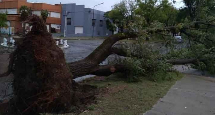 Pig&uuml;&eacute; y Puan sufrieron la furia del temporal, que dej&oacute; innumerables destrozos