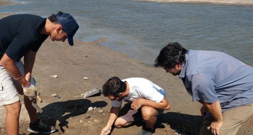 La municipalidad trabaja con el INCUAPA en la preservaci&oacute;n de los f&oacute;siles hallados en el Arroyo Vallimanca