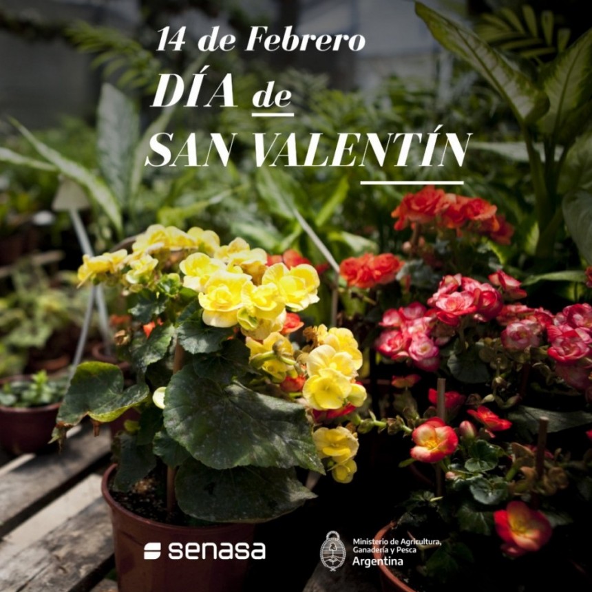 San Valentín: Controles para mantener y mejorar la calidad en la cadena de ornamentales