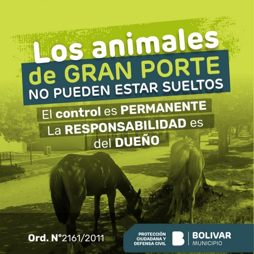 Hablemos claro y simple: control permanente de animales de gran porte en la Vía Pública