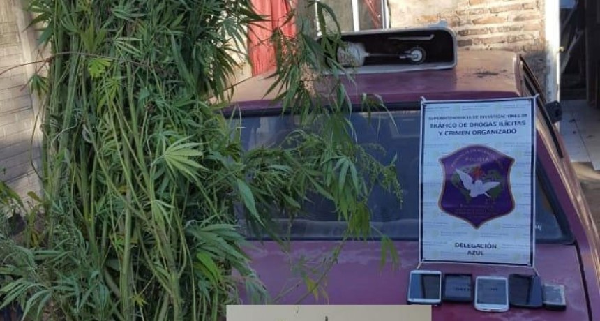 Parte de prensa oficial de Comisar&iacute;a local: Se realiz&oacute; la incautaci&oacute;n de planta de marihuana y cigarrillos armados 