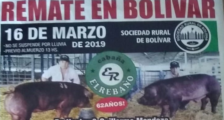 Gran remate reproductores porcinos en la Sociedad Rural