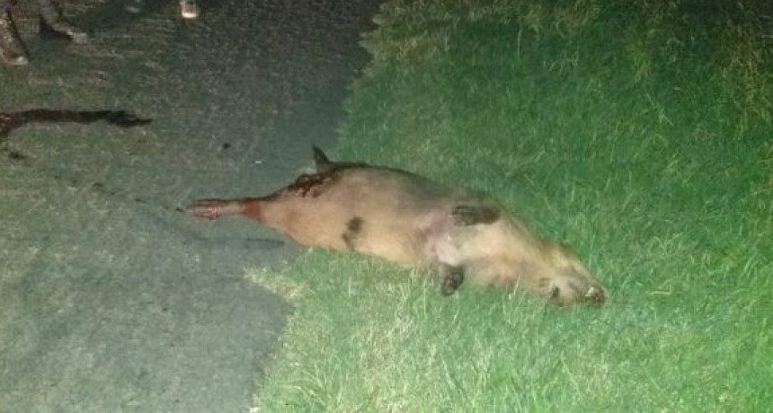 Esta madrugada: Carpincho provoca el vuelco de una camioneta sobre la Ruta N&deg; 205