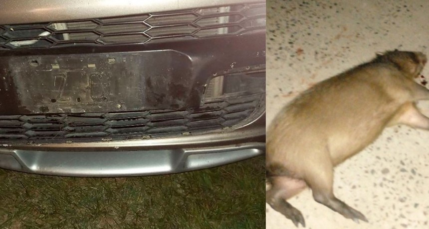 Posteo de Mary Fernández “Otra vez carpinchos en la ruta”