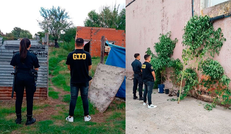 Informe Oficial Policía Departamental: Esclarecieron el robo a un Maxikiosco y en los allanamientos, secuestraron plantas de Marihuana