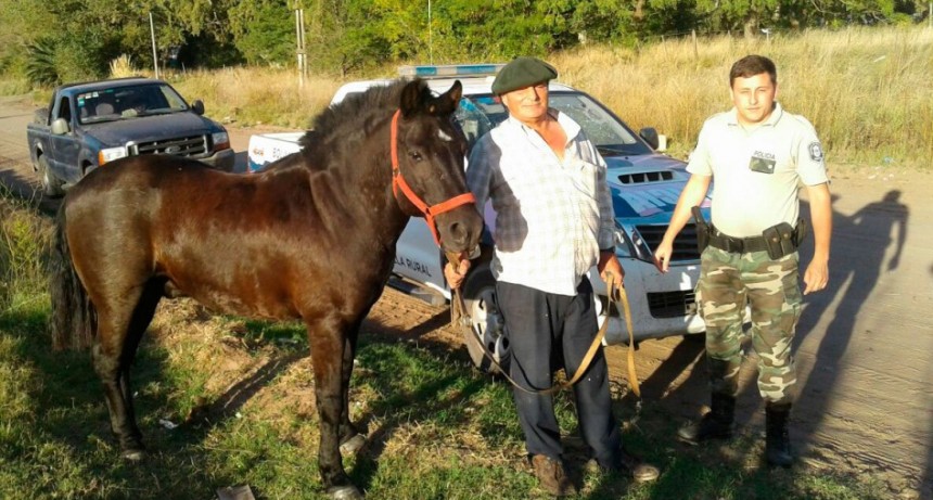 Recuperaron un equino en la zona de Marsiglio