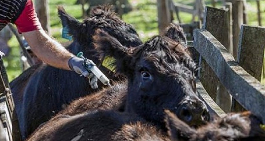 Nueva pr&oacute;rroga en el plazo para la vacunaci&oacute;n contra la Fiebre Aftosa