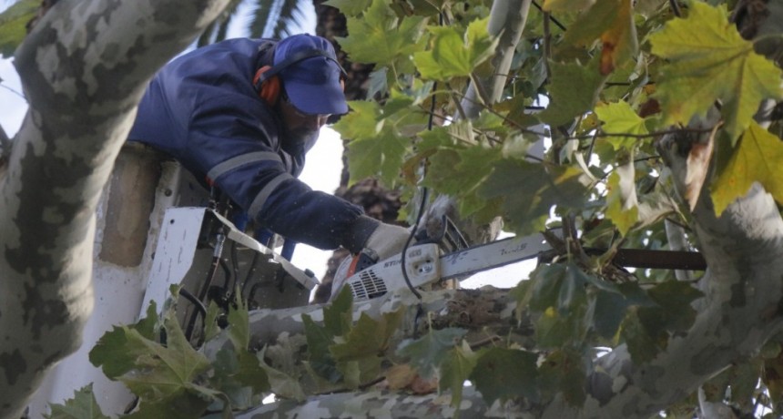 A partir del 3 de mayo comienza la temporada de poda del arbolado urbano