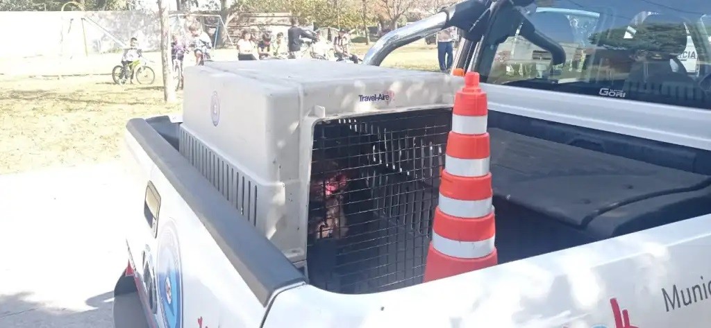 Olavarría: Murió el niño que fue atacado por un Pitbull en el barrio Coronel Dorrego