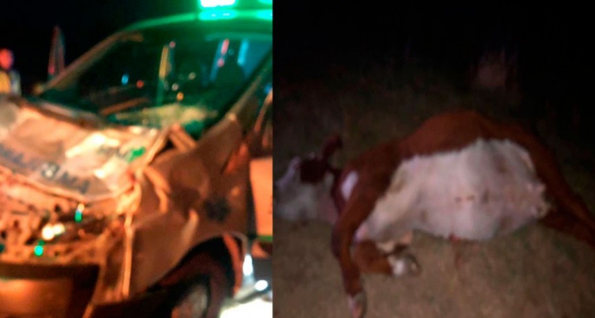 Se recuperan favorablemente los accidentados en la ruta nacional 205, al impactar contra un novillo