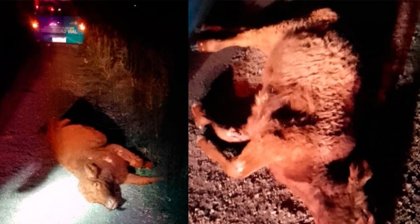 Se presume que hubo un impacto de un camión contra un animal vacuno, pero al arribar al lugar no había ningún vehículo