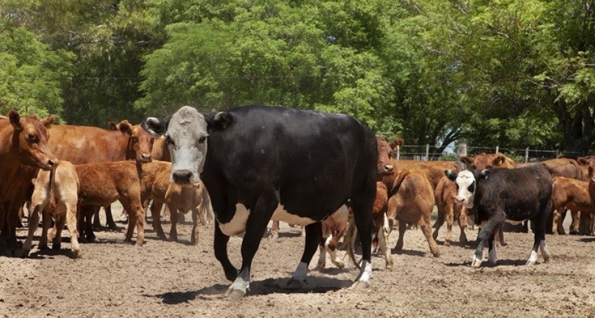 Fiebre aftosa: Más de 29 millones de bovinos vacunados en la segunda campaña 2023