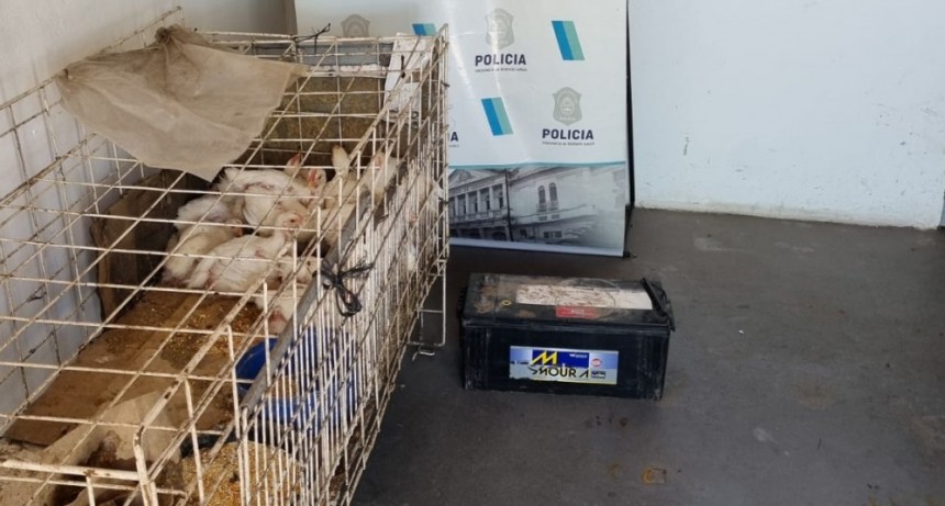 Parte Oficial del Comando de Prevención Rural: Se recuperaon pollos y una betería que habían sido sustraídos de un establecimiento 
