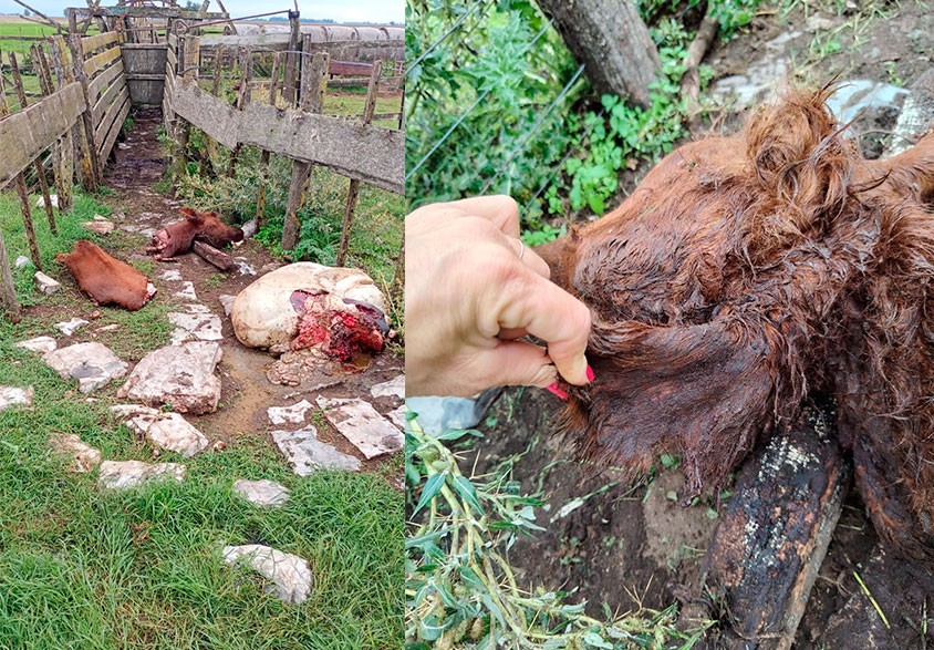 Unzu&eacute;: faenaron una ternera Angus Colorada de unos doscientos kilos 