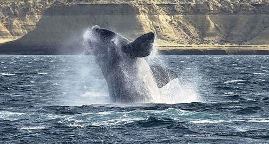 Sin turistas, las ballenas llegaron a la Pen&iacute;nsula Vald&eacute;s