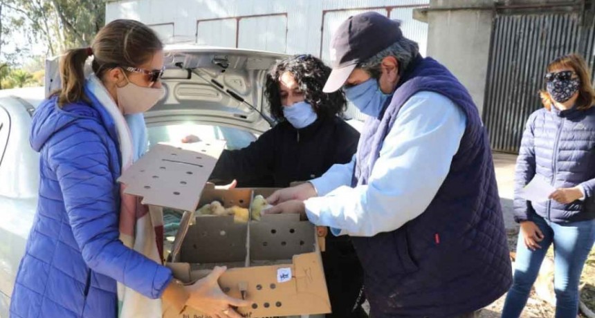 La secretaria de producci&oacute;n entreg&oacute; aves a trav&eacute;s del programa Pro Huerta