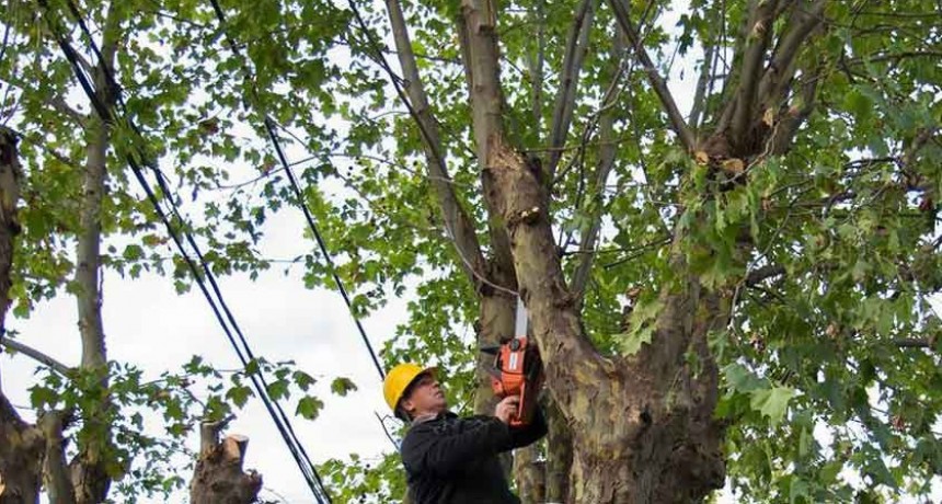 Comenz&oacute; la temporada de poda del arbolado urbano y se extender&aacute; hasta agosto