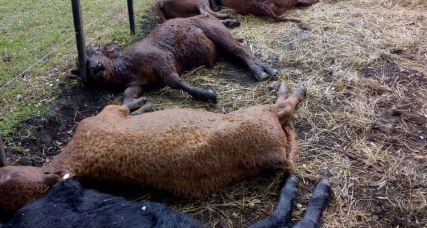 Tapalqu&eacute;; Una centella mat&oacute; a 13 terneros en el predio de la sociedad rural