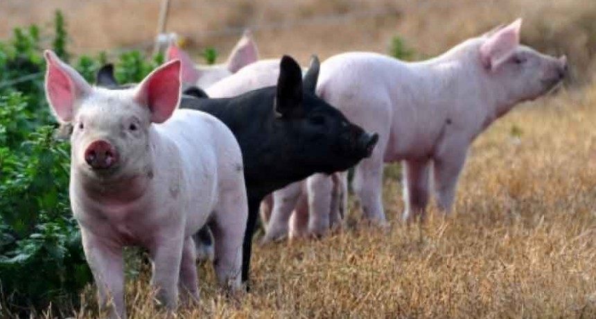 La municipalidad brinda recomendaciones para prevenir la triquinosis