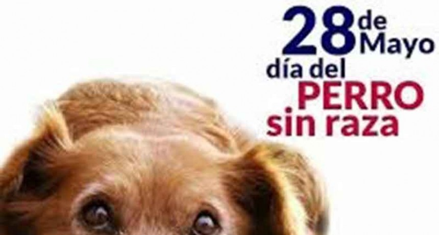28 de mayo; D&iacute;a del perro sin raza