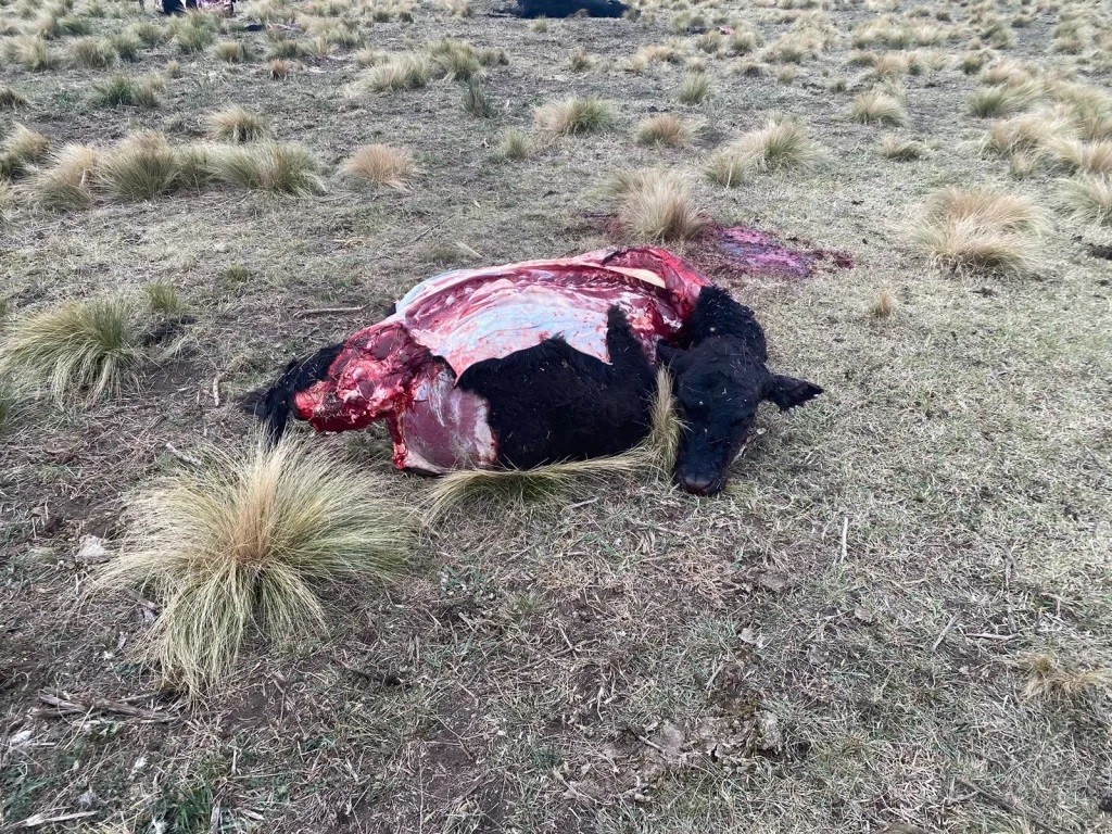 Olavarría: Fuerte golpe a un productor rural, los abigeos le carnearon siete terneros en una noche