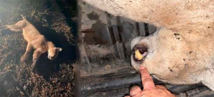 9 de Julio: Matan un Puma que estaba en un potrero con ovejas