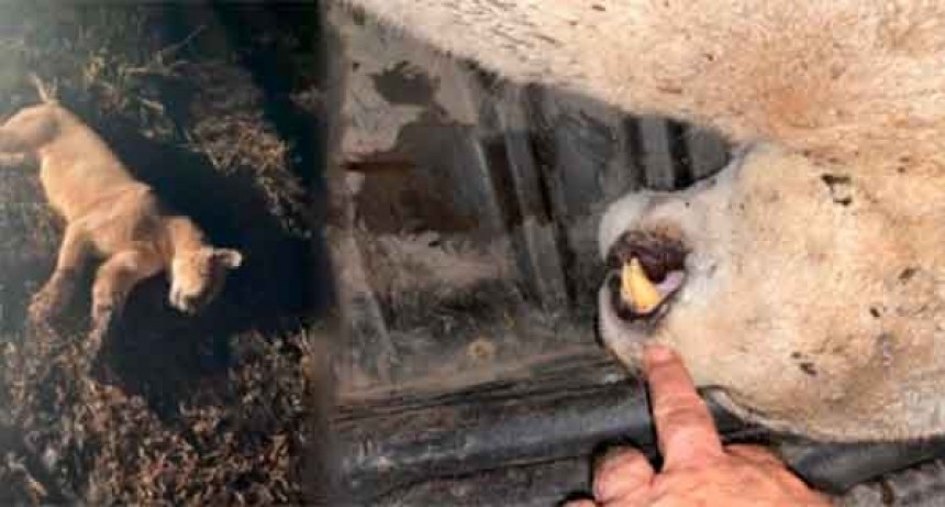 9 de Julio: Matan un Puma que estaba en un potrero con ovejas