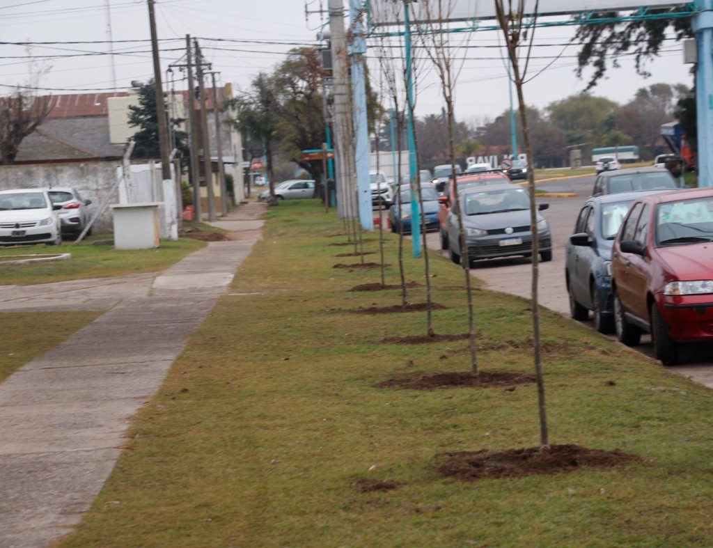 El Municipio complet&oacute; la plantaci&oacute;n de 13 Fresnos rojos frente al hospital Doctor Miguel Capredoni