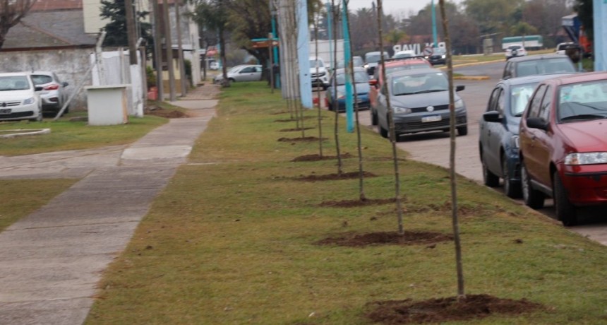 El Municipio complet&oacute; la plantaci&oacute;n de 13 Fresnos rojos frente al hospital Doctor Miguel Capredoni