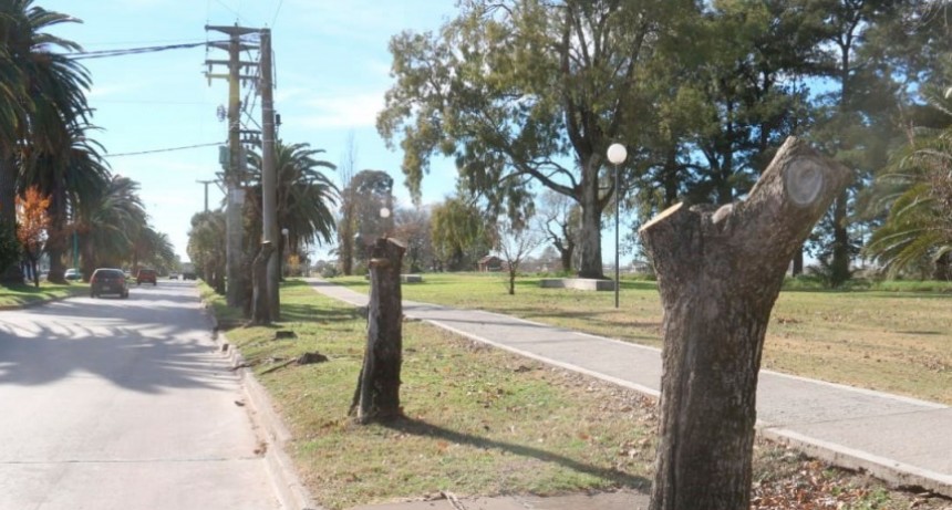 Se est&aacute;n reponiendo &aacute;rboles secos en la avenida 25 de mayo