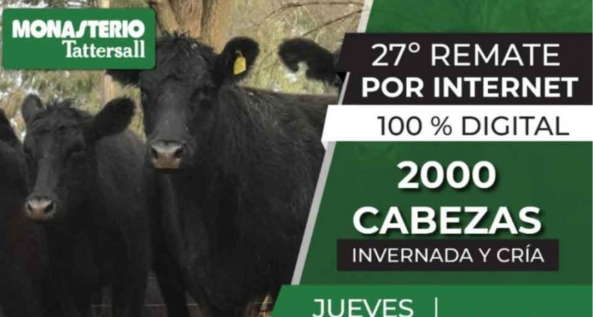 Precios sostenidos en las ventas de invernada y cría en el remate digital de Monasterio Tattersall