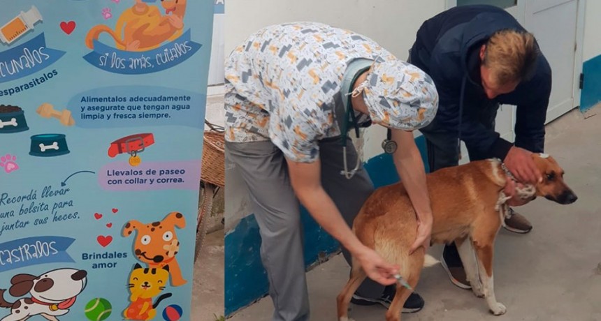 El Municipio y Sapaab realizaron una jornada gratuita de castración masiva