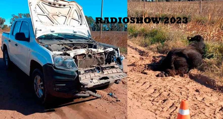 Esta mañana: Un conductor impactó frontalmente contra un vacuno en el camino que conecta Hale y Del Valle con Bolívar