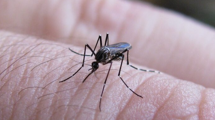 Dengue: pese a la caída de los casos, aún hay más de 30 municipios con circulación del virus