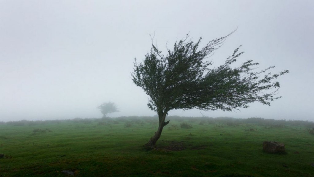 Alertas por fuertes vientos para toda la provincia de Buenos Aires, vigentes hasta el lunes