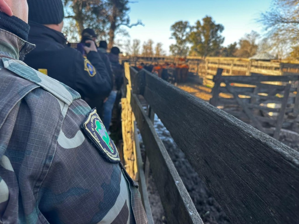 Recuperaron los terneros de destete que habían sido cargados en un campo a la vera de la ruta 226, sobre el fin de semana