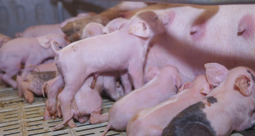 Bioseguridad en las granjas porcinas para fortalecer la sanidad de la producción
