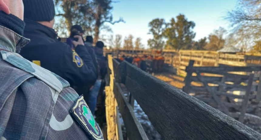 Recuperaron los terneros de destete que habían sido cargados en un campo a la vera de la ruta 226, sobre el fin de semana