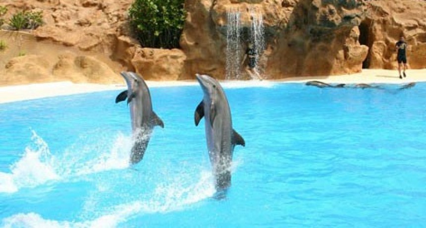 D&iacute;a Mundial de los Delfines en Cautiverio